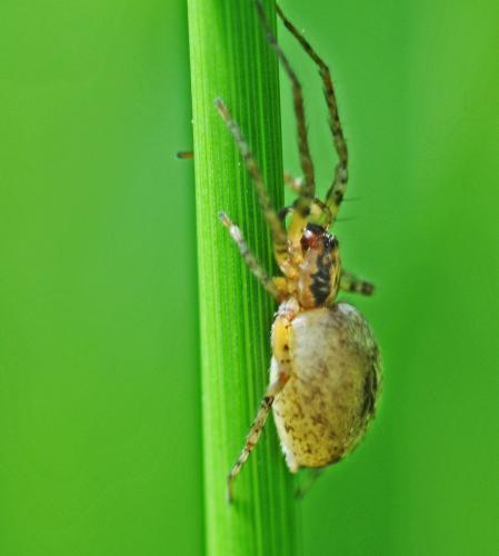 Anyphaena accentuata